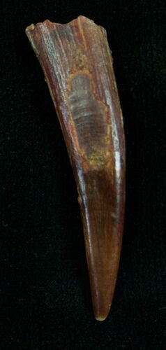 Large Inch Pterosaur Tooth - Morocco #7178